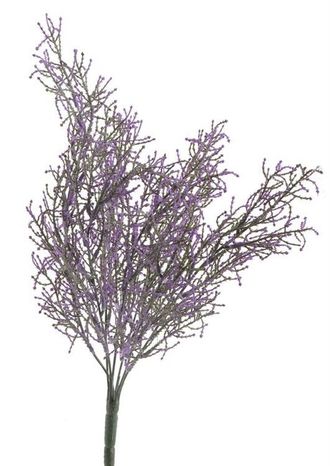 Borievka purple