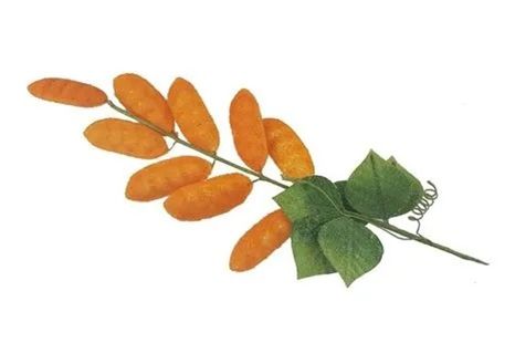 Dekoračná halúzka fazuľky Orange