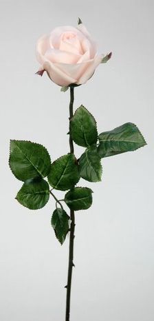 Dekoračná ruža Blush