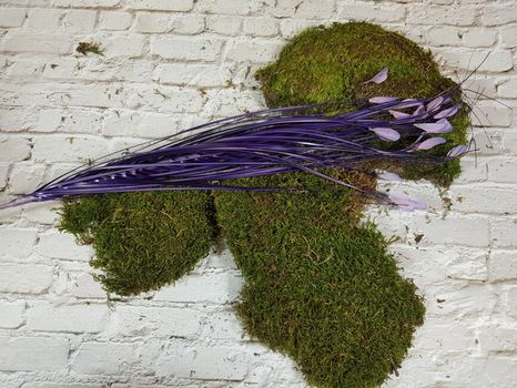 Dekoračná tráva Kussa violet