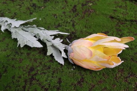 Dekoračný kvet Protea