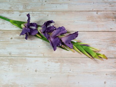 Gladiola XXL purple