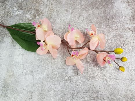 Halúzka Orchidea matte blush