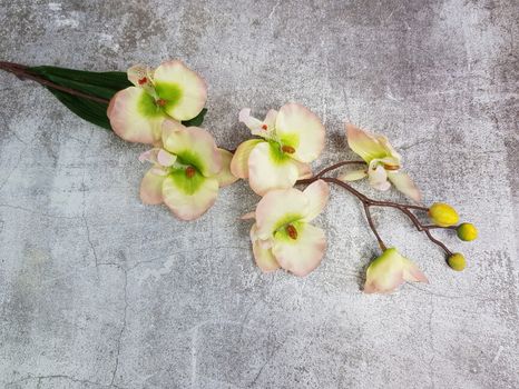 Halúzka Orchidea matte cream