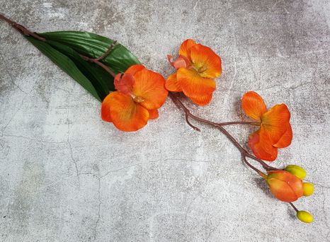 Halúzka orchidea Pumpkin (Poškodené)
