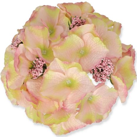 Hlavička hortenzie Hydrangea Light pink green