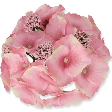 Hlavička hortenzie Hydrangea Pink