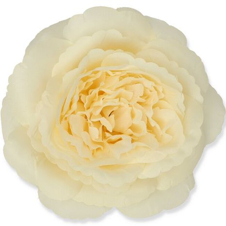 Hlavička ruže Maryrose champagne 12ks