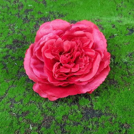 Hlavička ruže Maryrose red pure 12ks