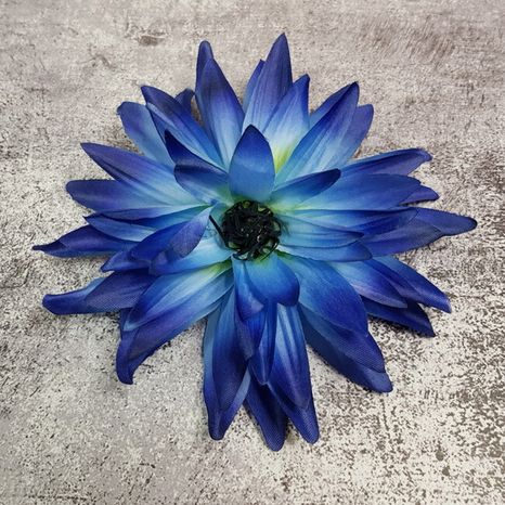Hlavičky kvetov Klematis midnight blue 6ks