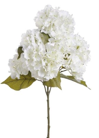 Hortenzia Royal pure white XL