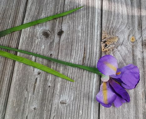 Kvet Iris Flawless Lavender
