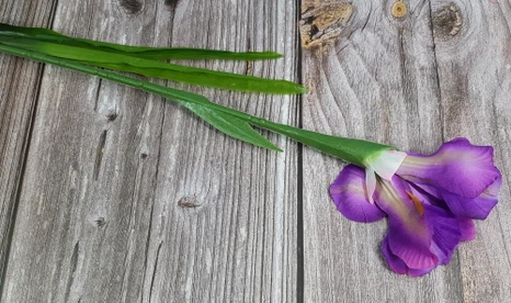 Kvet Iris Flawless Lilac