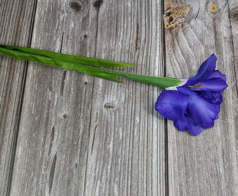 Kvet Iris Flawless Purple