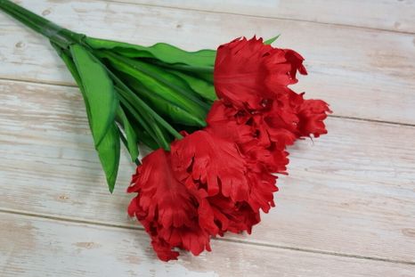 Kytica tulipánov Korolkowii red 8ks