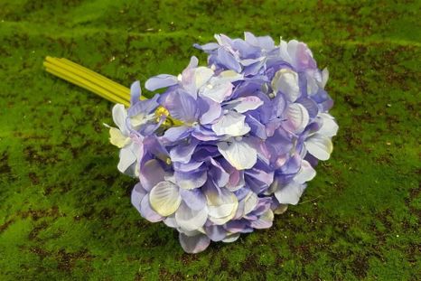 Kytička hortenzia Provence indigo