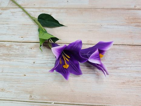 Ľalia Liliaceae violet