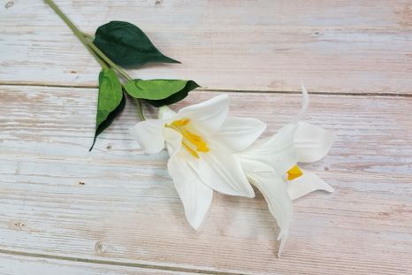 Ľalia Liliaceae white