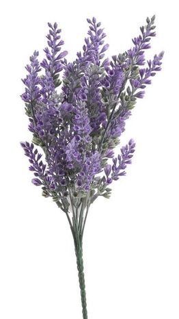 Levanduľa Lavender
