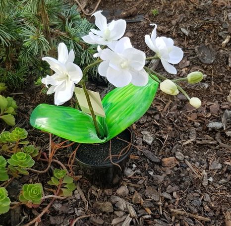 Mini orchidea v črepníku Poudre