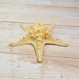 Morská hviezdica medium