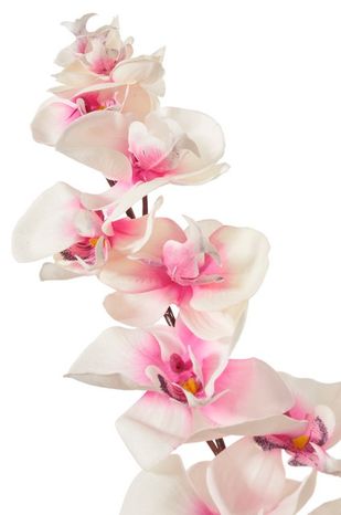Orchidea France cream 95cm