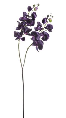 Orchidea Unique plum 98cm