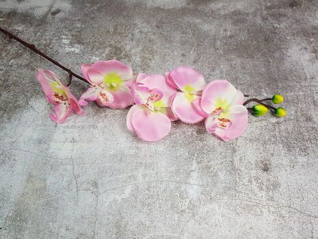 Orchidea Blush