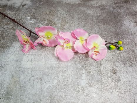 Orchidea color mix pink (Poškodené)