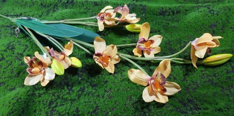 Orchidea Cymbidium color mix