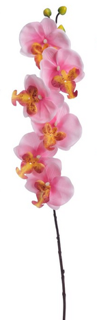Orchidea Flamingo