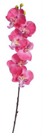 Orchidea Fuscia