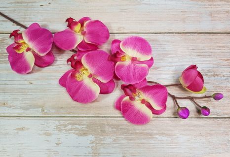 Orchidea Magneta