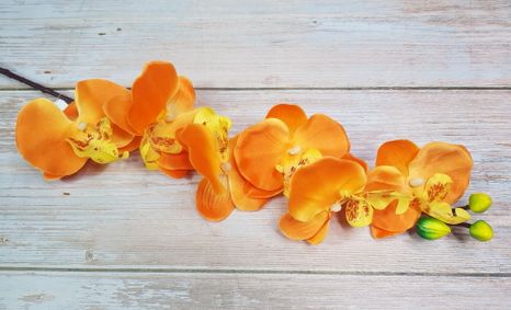 Orchidea Orange