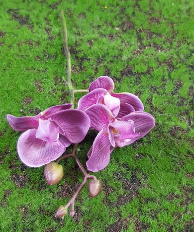 Orchidea Plum Royal