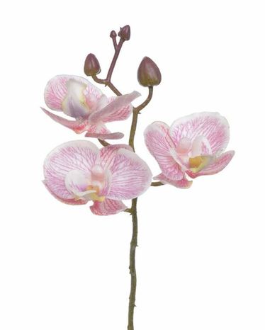 Orchidea Royal