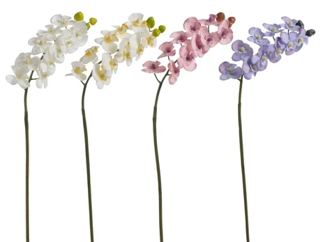 Orchidea rôzne farby
