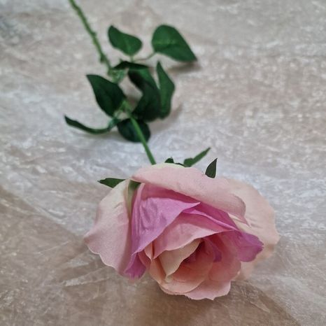 Ruža Aotearoa blush