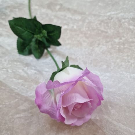 Ruža Aotearoa lavender