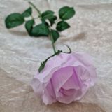 Ruža Aotearoa light lilac