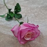 Ruža Aotearoa pink