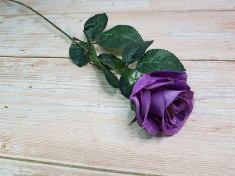 Ruža Kenya purple