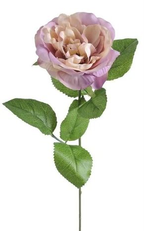 Ruža Mary rose lilac 30cm