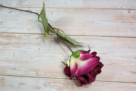 Ruža Matte cyclamen (Poškodené)
