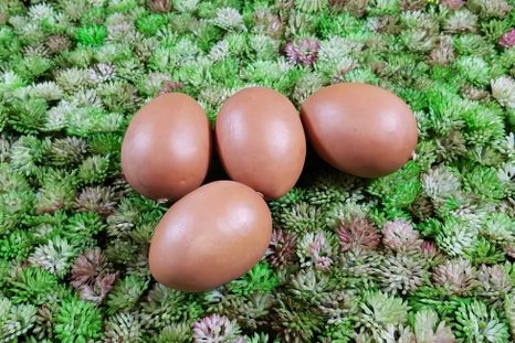 Set vajíčok natural 4ks