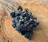 Sušená kytička Broom bloom vintage dark blue