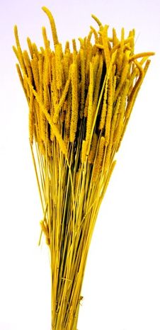 Sušená tráva Pleum dark yellow