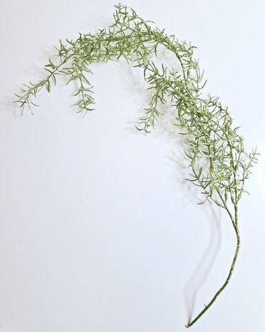 Trblietavá halúzka asparagus Sparkle green