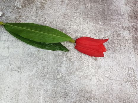 Tulipán Classic ruby