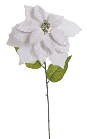 Vianočná ruža White XL